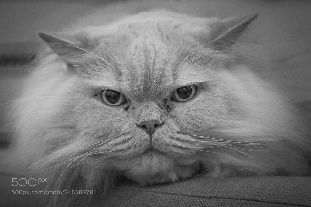 Canon EOS-1D X sample photo. Re photography