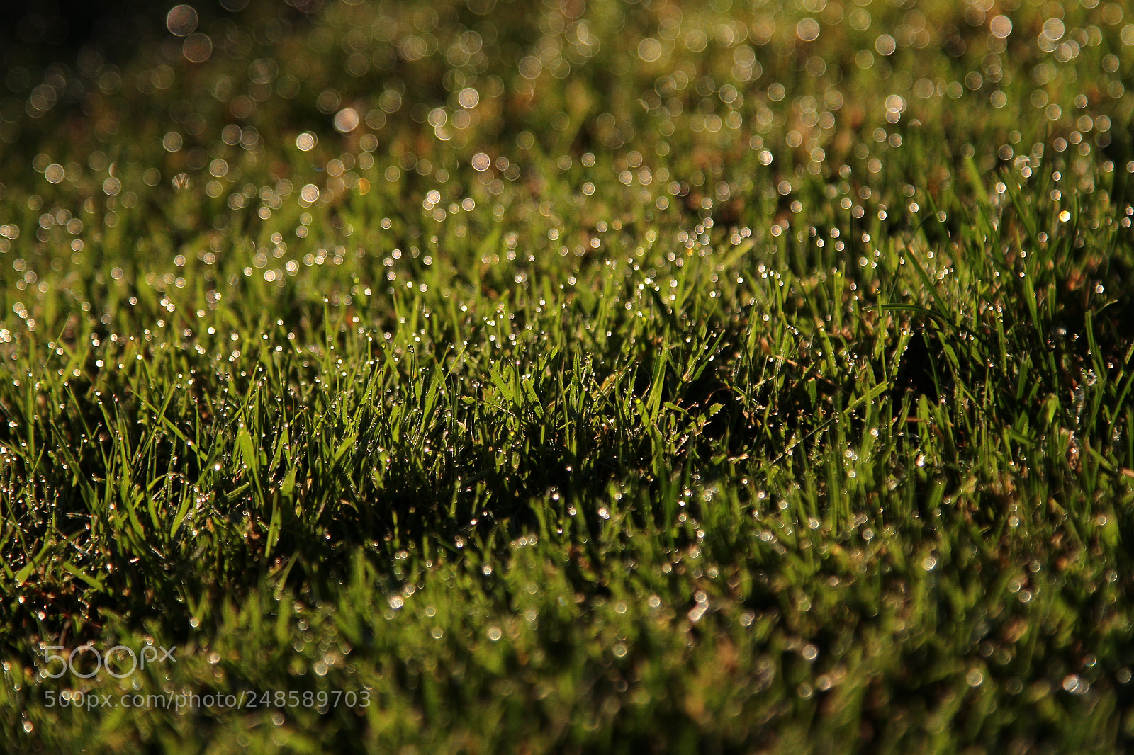 Canon EOS 7D + Canon EF 24-105mm F4L IS USM sample photo. Dew drop water photography