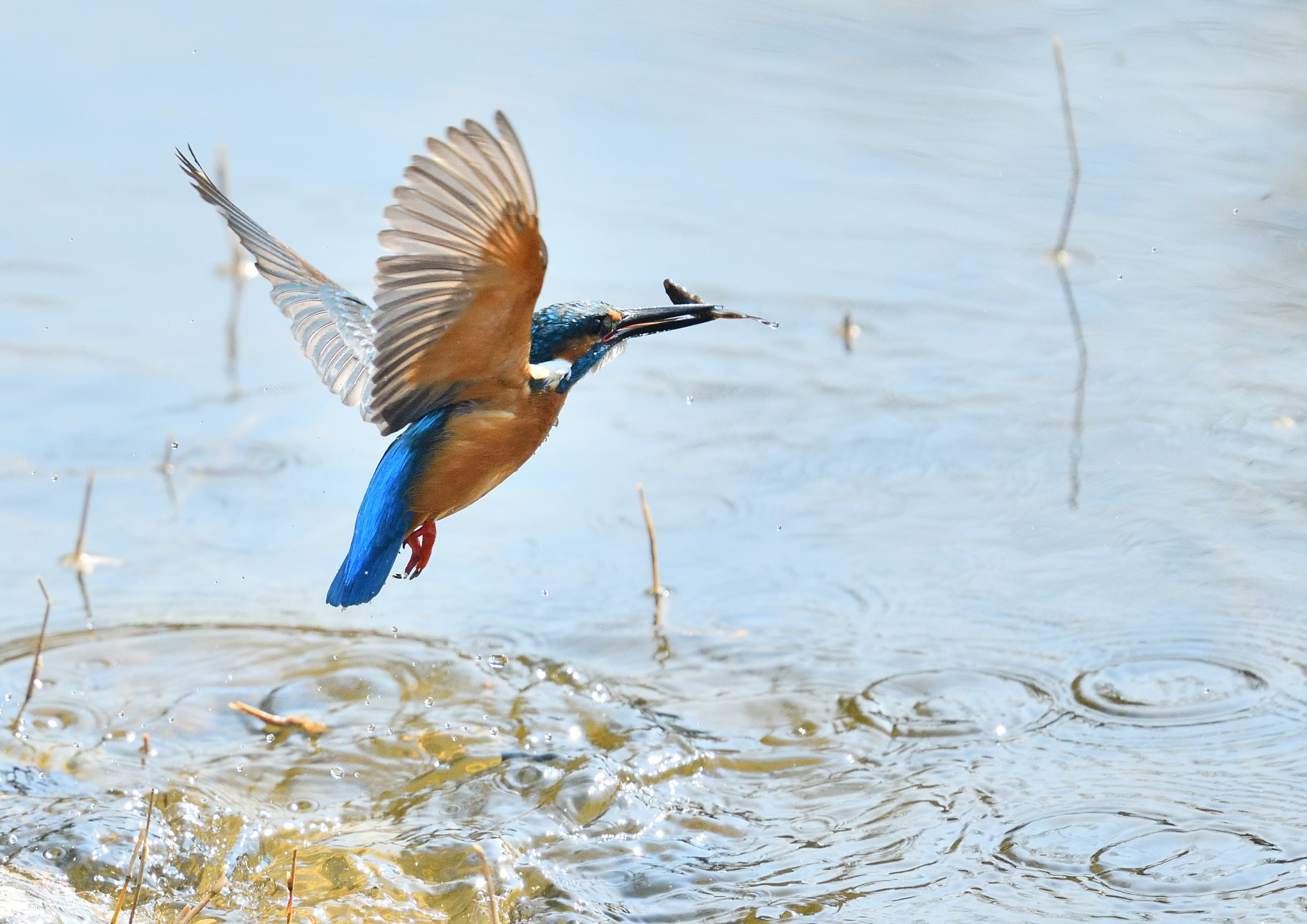 Nikon Nikkor AF-S 300mm F4E PF ED VR sample photo. Kingfisher 翡翠 photography