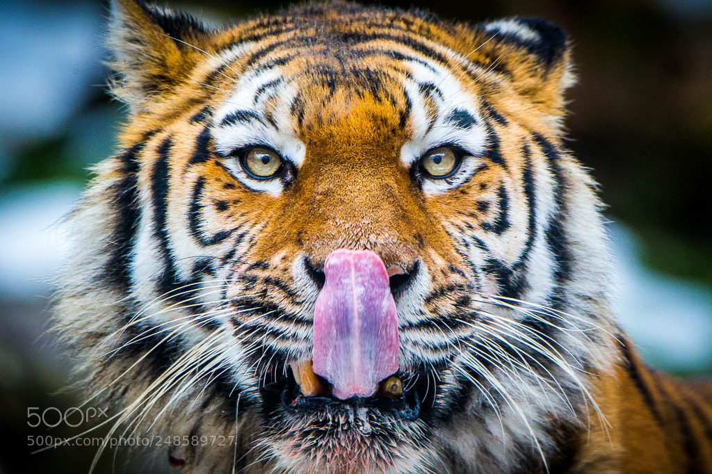 Canon EOS-1D X sample photo. Edit photography