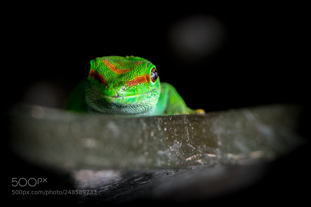 Canon EOS-1D X sample photo. _re_1338-2.jpg photography