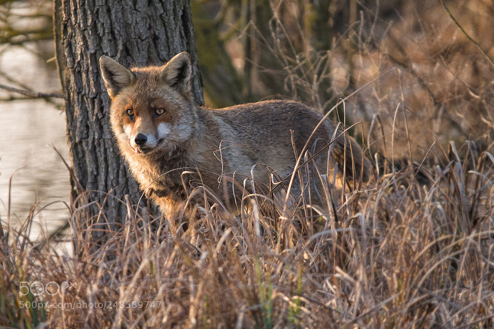Nikon D600 sample photo. Fox photography
