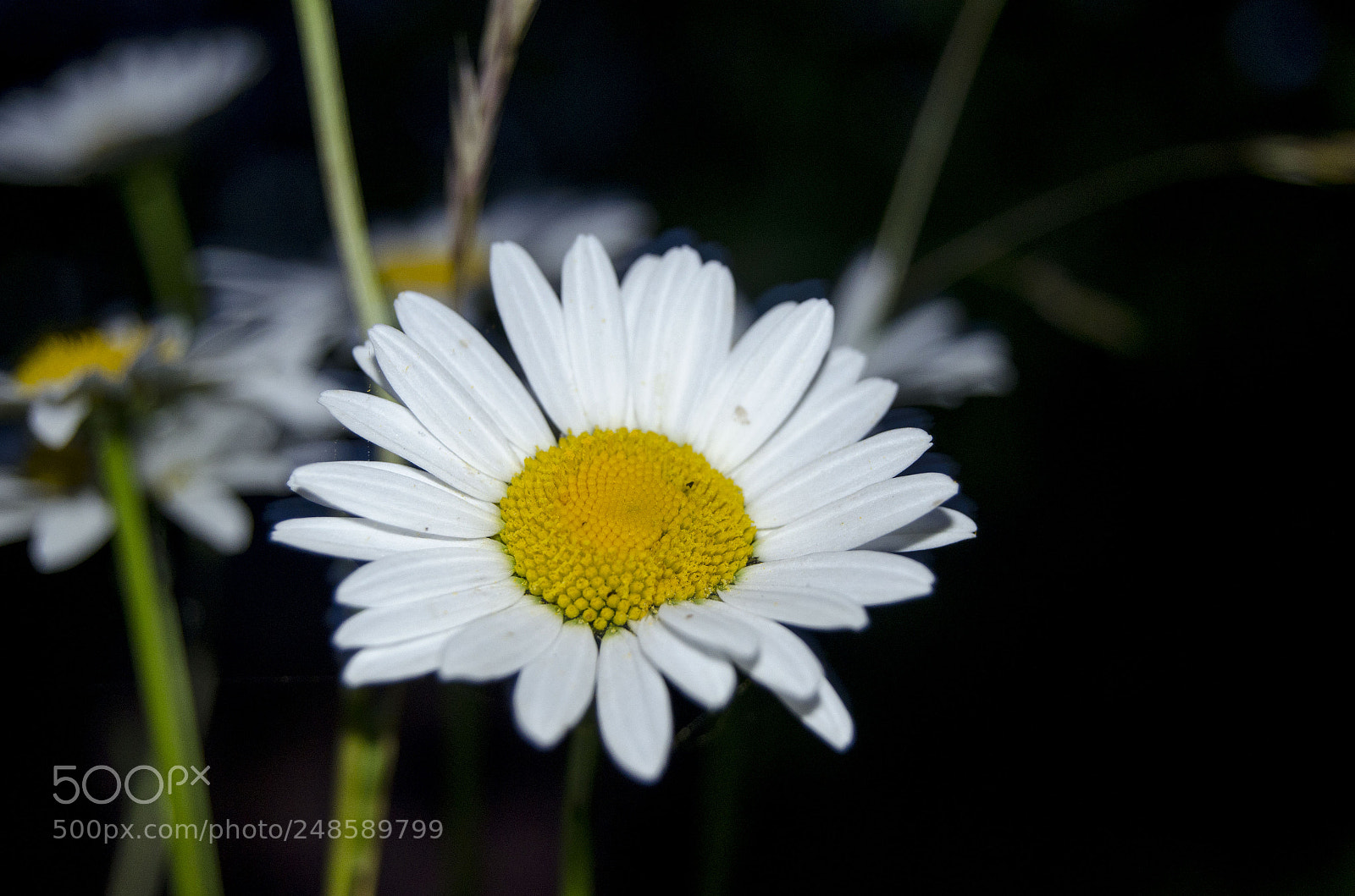 Nikon D5100 sample photo. White chamomile in the photography