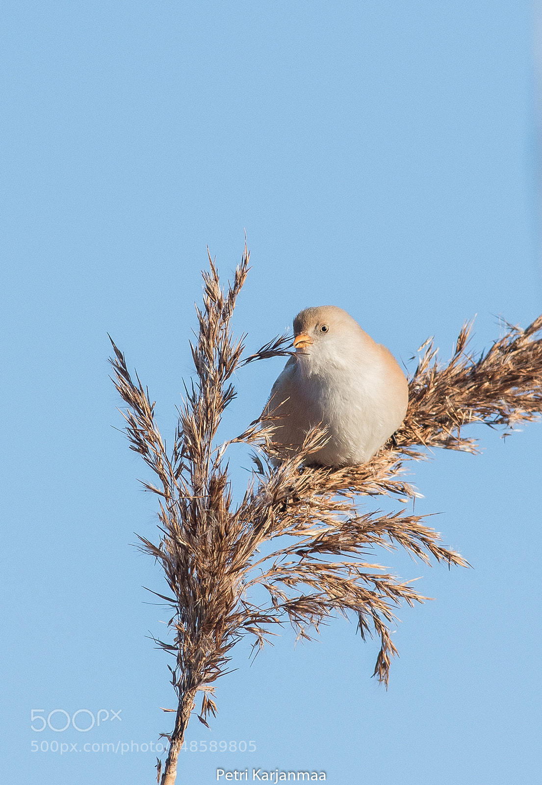 Canon EOS 7D Mark II sample photo. Panurus biarmicus i photography