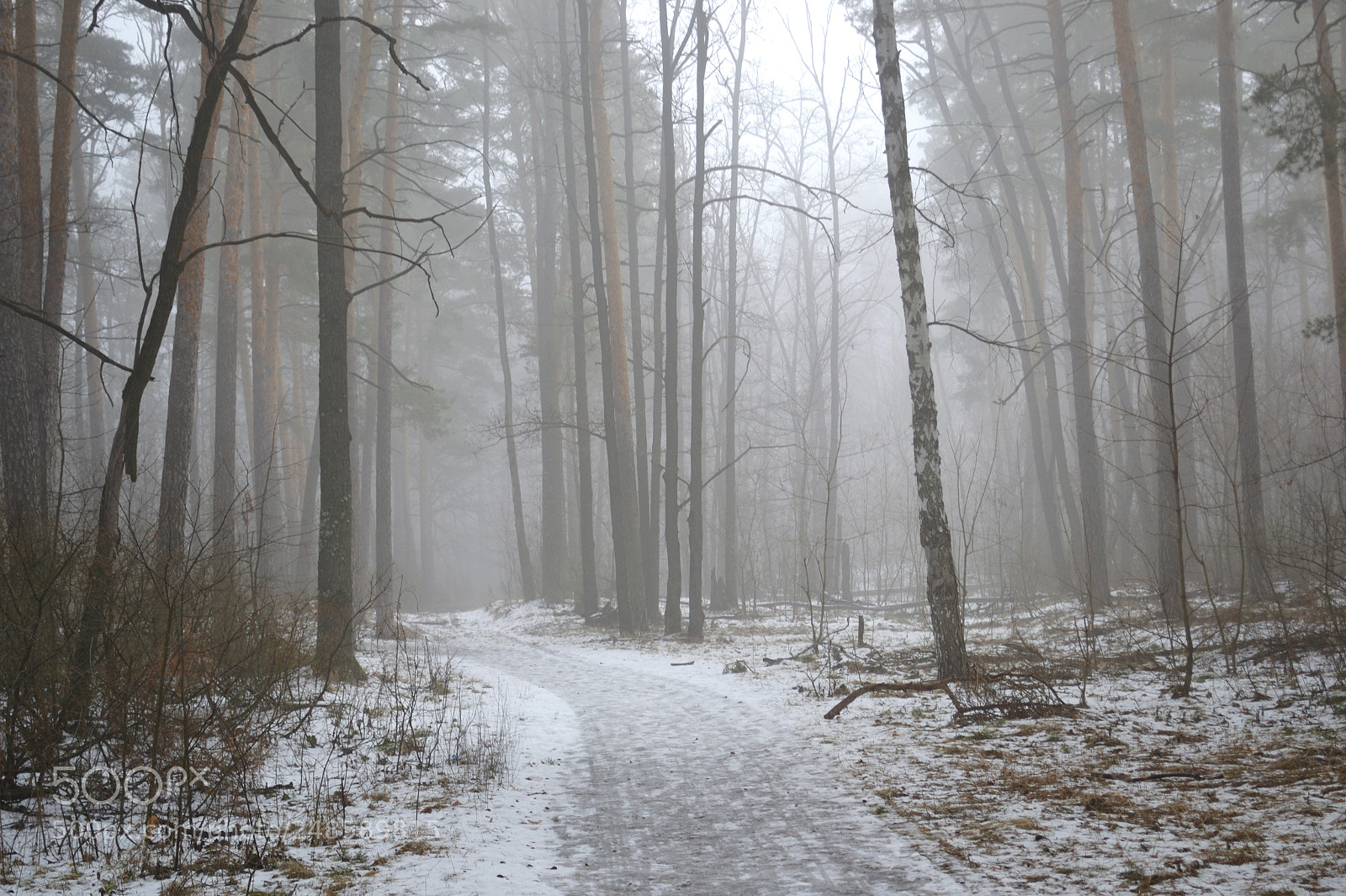 Nikon D3100 sample photo. Spring fog. photography