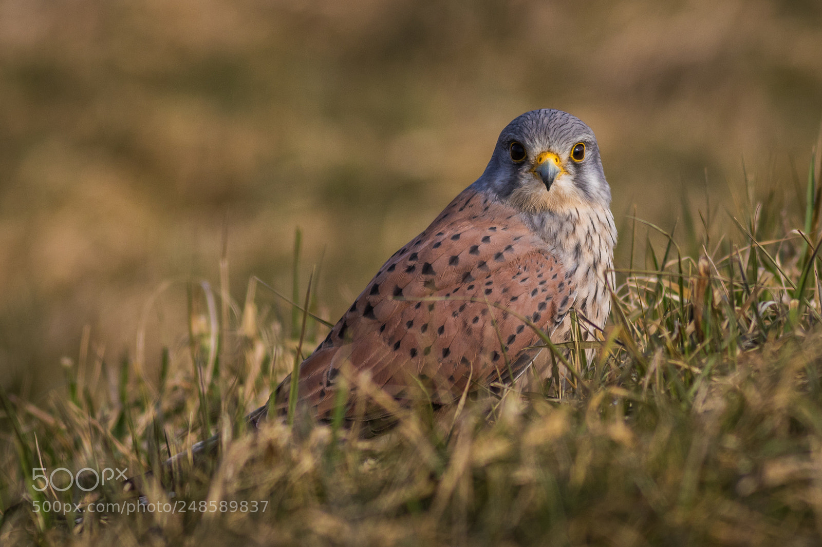 Canon EOS 7D Mark II sample photo. Common kestrel... photography