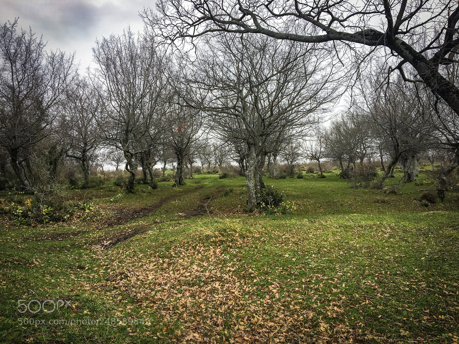 Apple iPhone 6s sample photo. Road photography