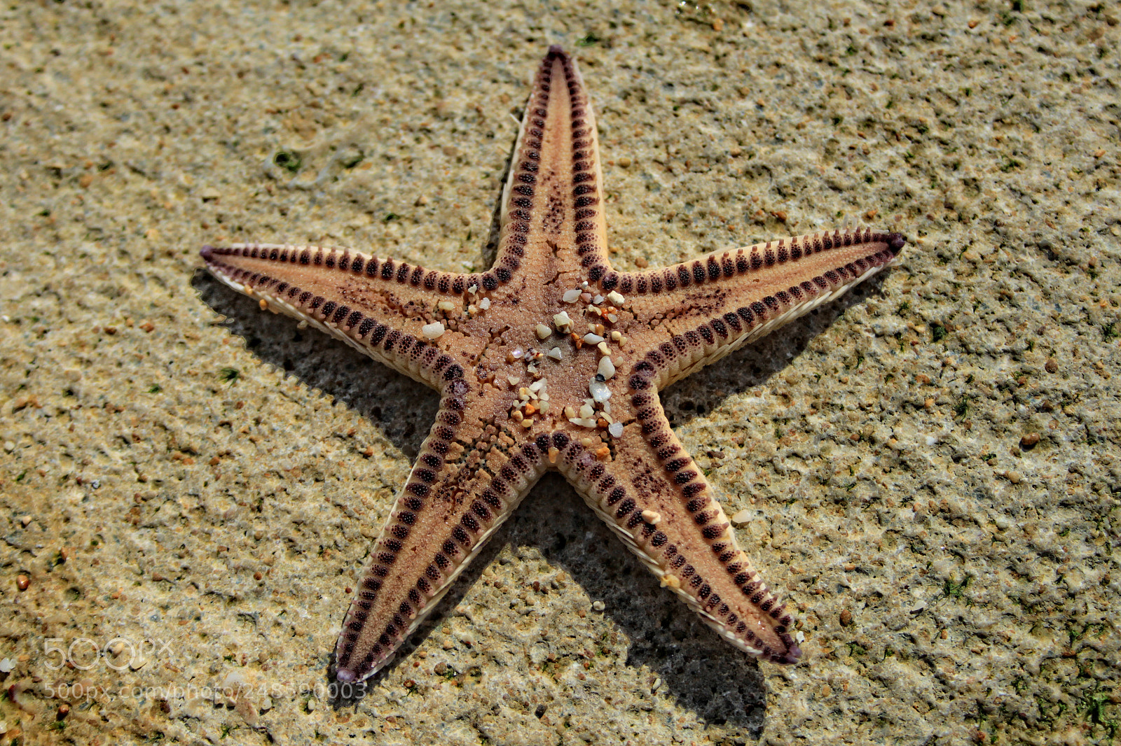 Canon EOS 500D (EOS Rebel T1i / EOS Kiss X3) sample photo. Keep watching the star photography