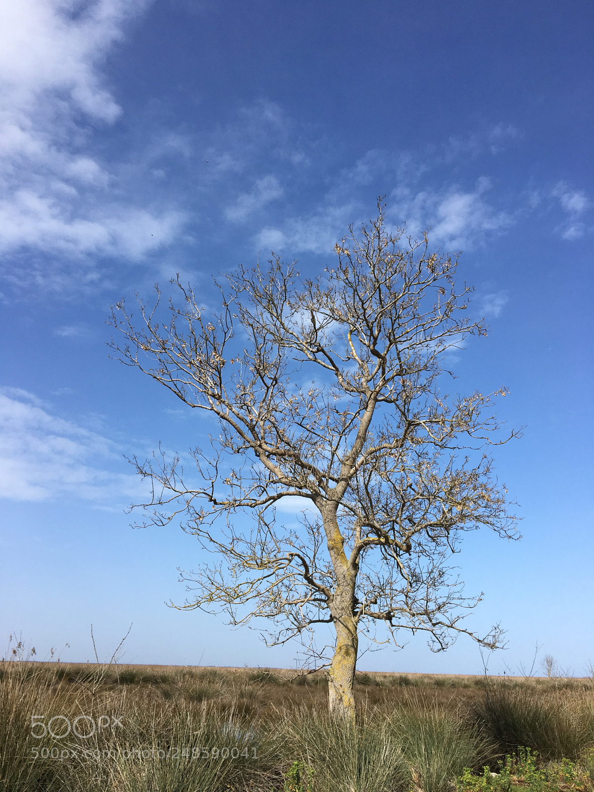 Apple iPhone 6s sample photo. Sky and tree photography