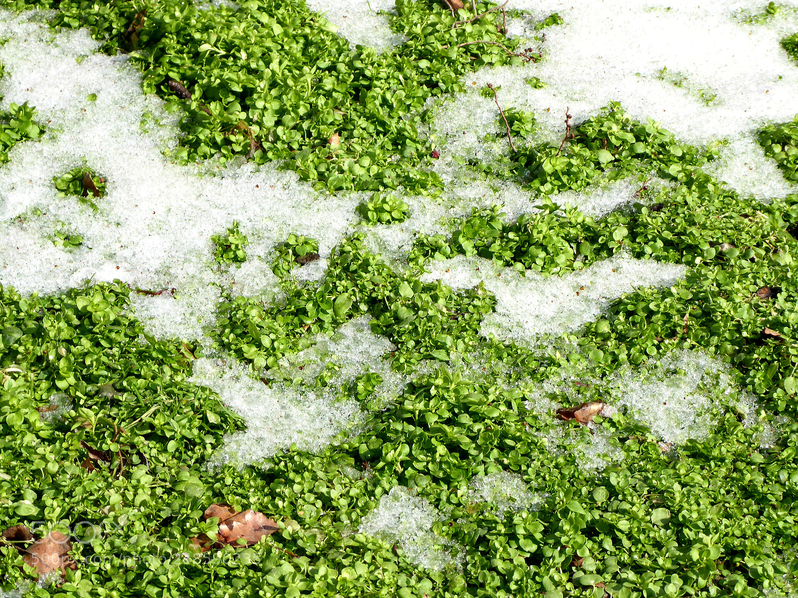 Panasonic DMC-TZ71 sample photo. Snow_green_spring photography