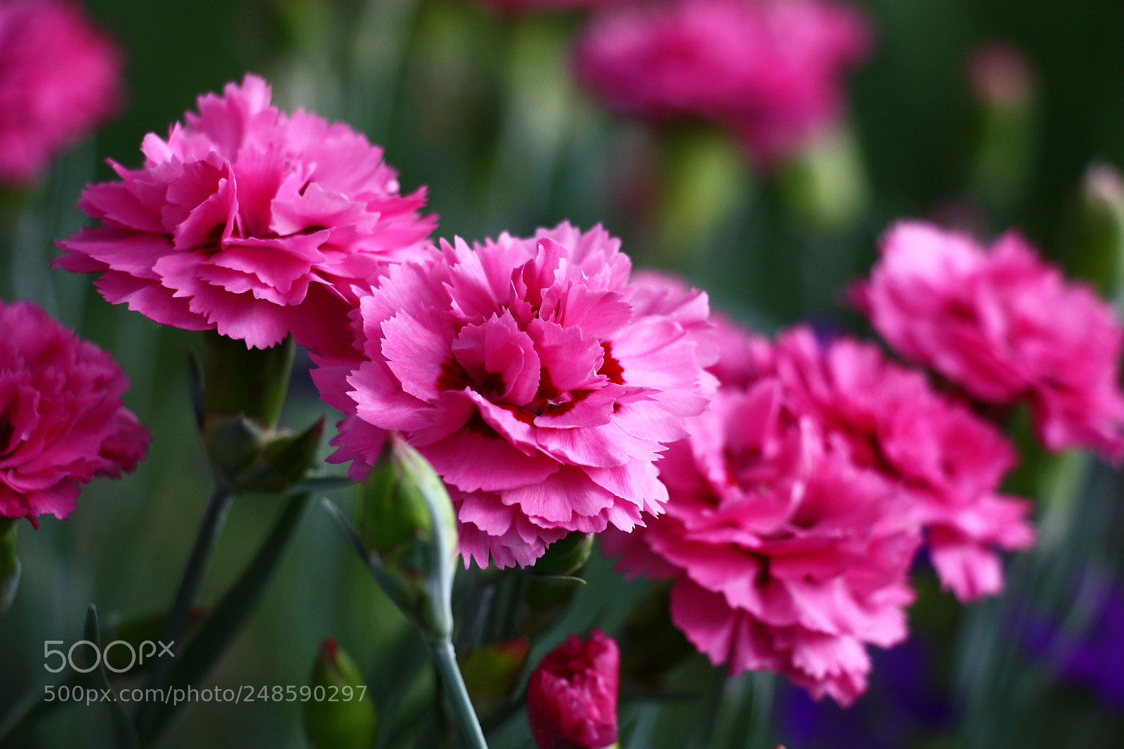 Canon EOS 450D (EOS Rebel XSi / EOS Kiss X2) sample photo. Carnation in approach. photography
