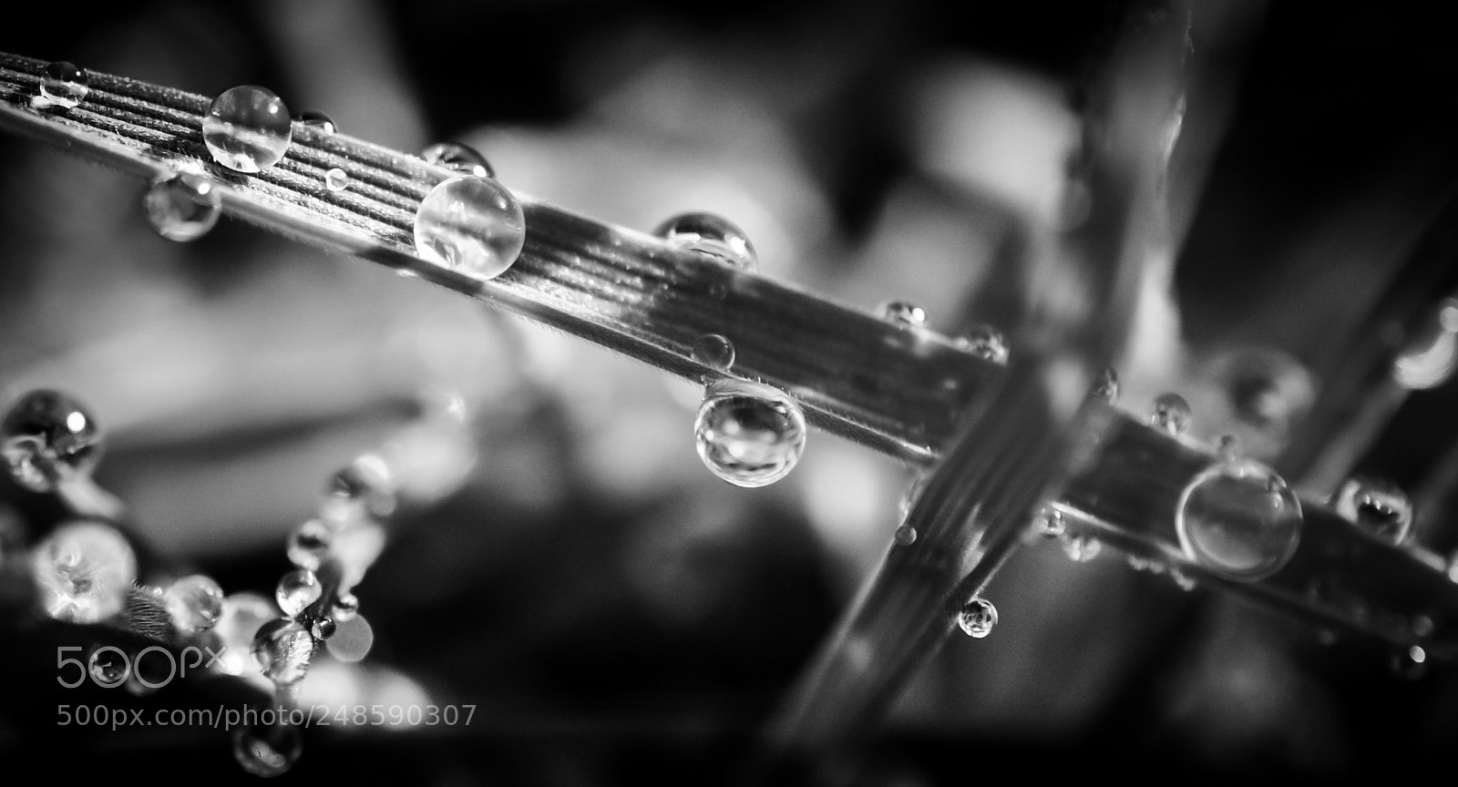 Nikon D90 sample photo. Water droplets photography