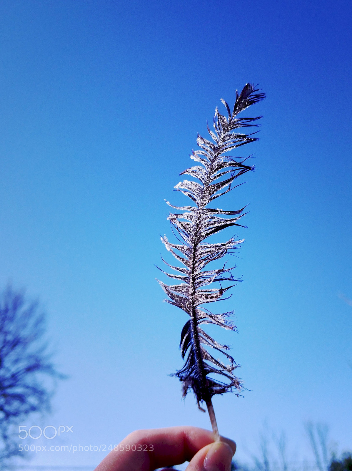 Xiaomi MI6 sample photo. 羽毛 photography