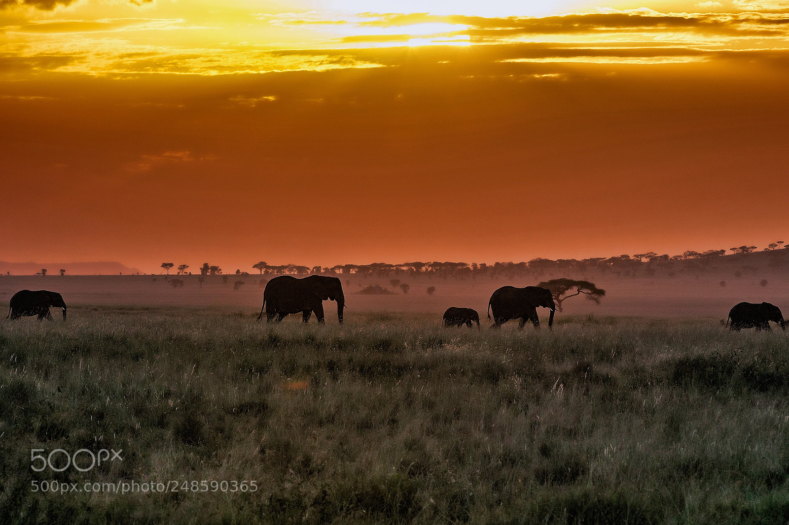 Canon EOS 7D Mark II sample photo. Savana sunset photography