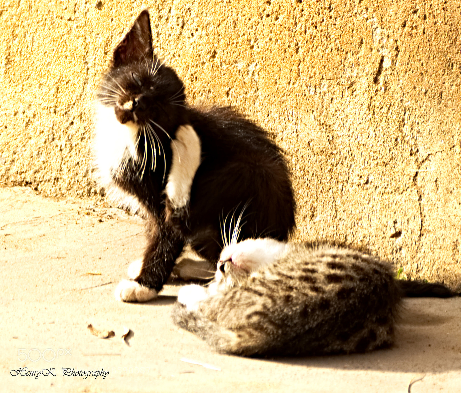 Nikon D7100 sample photo. Wake up we go photography