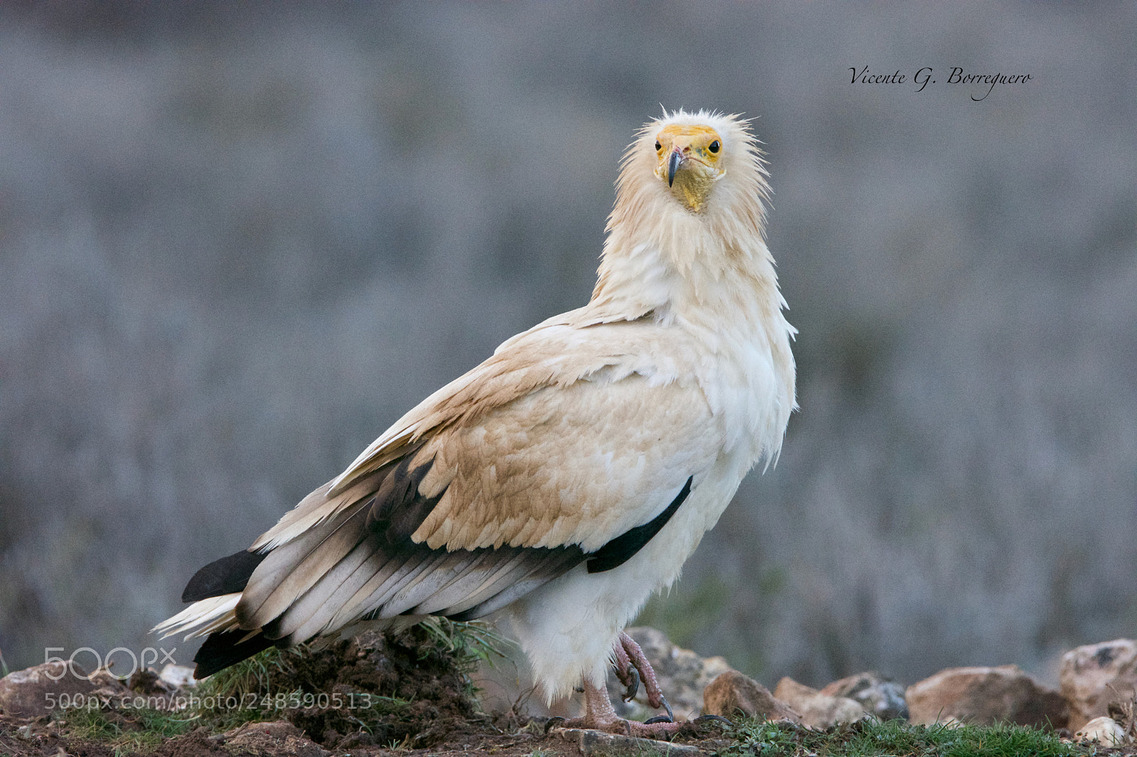 Nikon D7200 sample photo. Neophron percnopterus photography