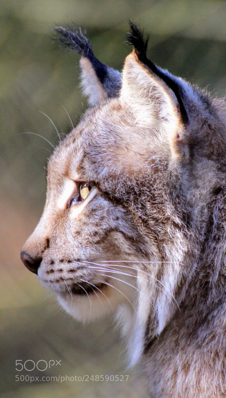 Canon EOS 600D (Rebel EOS T3i / EOS Kiss X5) sample photo. Yellow eye photography