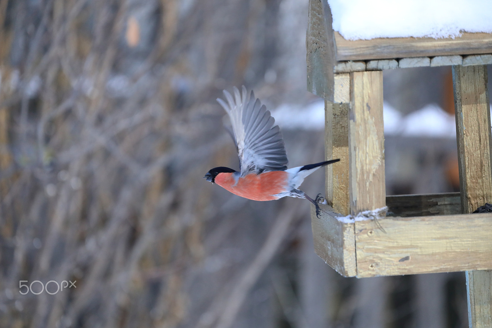 Canon EF 70-300mm F4-5.6L IS USM sample photo. Bullfinches in the spring photography