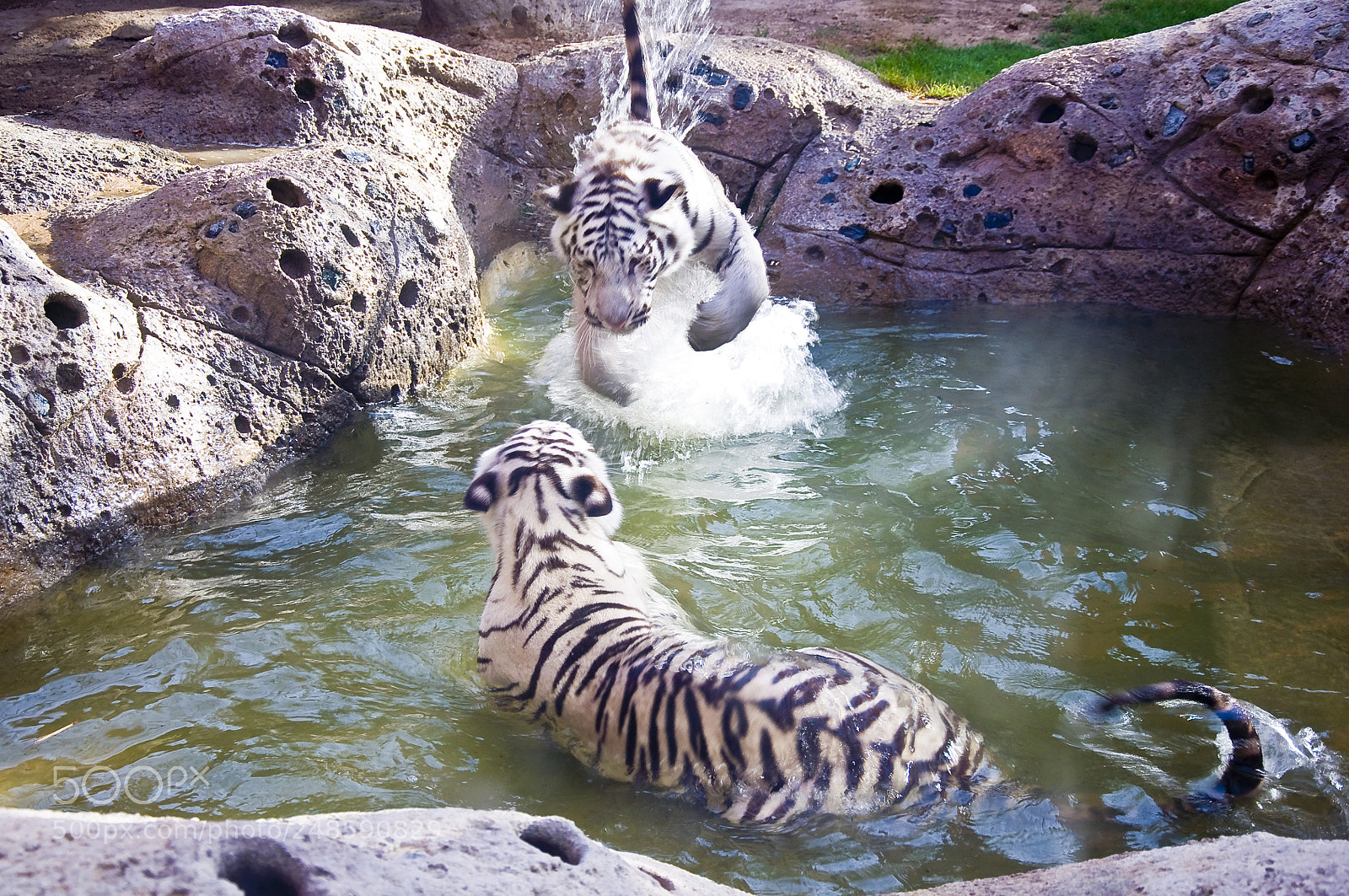 Nikon D90 sample photo. White tigers photography