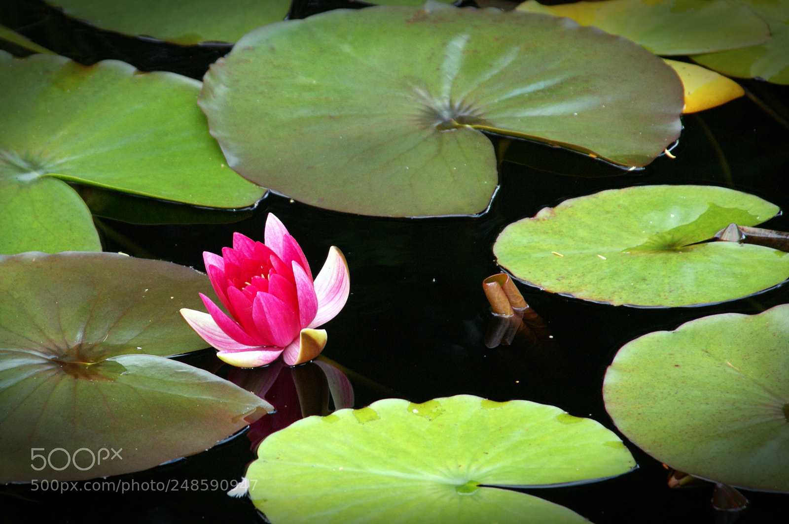 Sony Alpha DSLR-A350 sample photo. Seerose photography