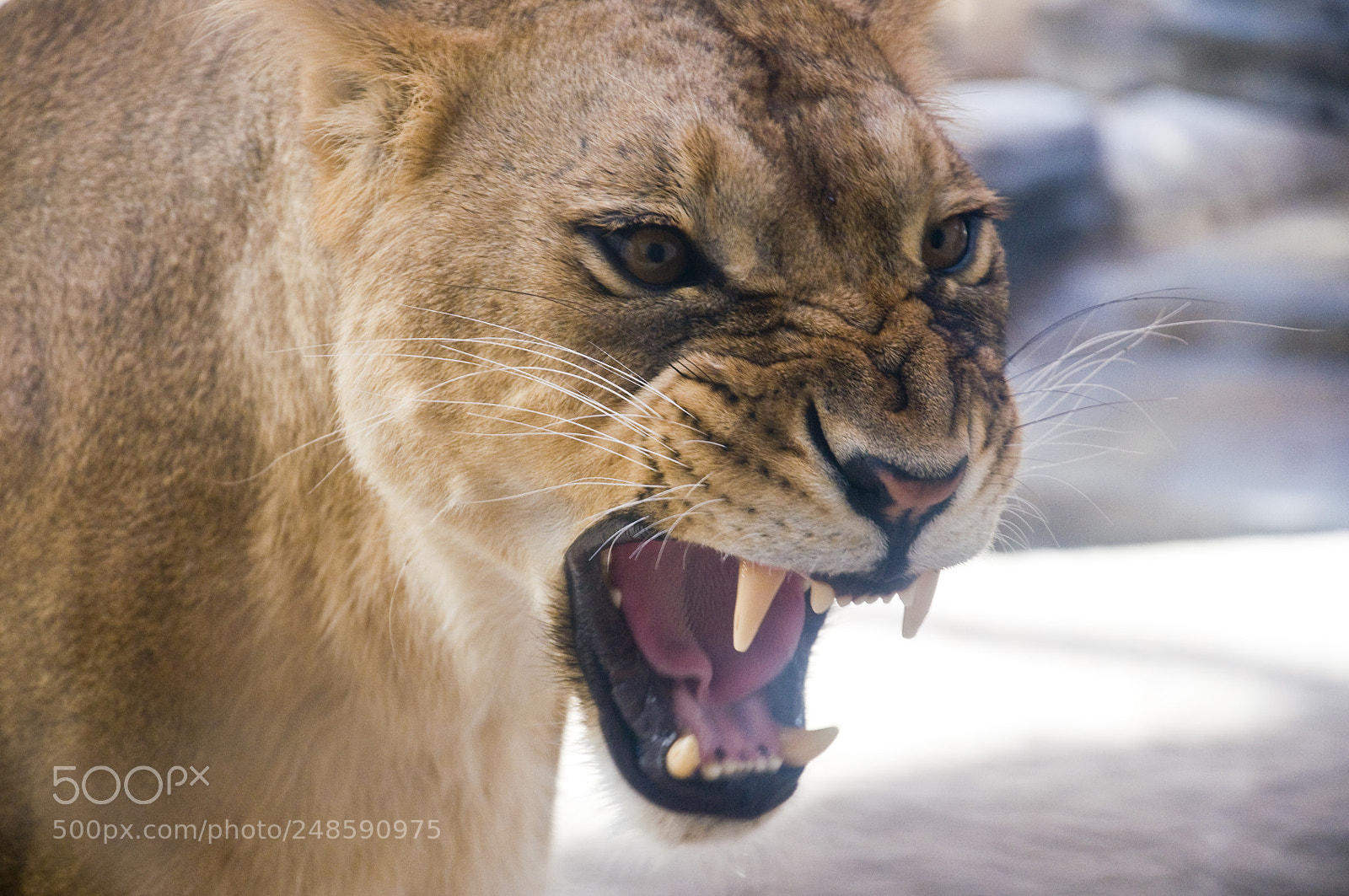 Nikon D90 sample photo. Lioness photography