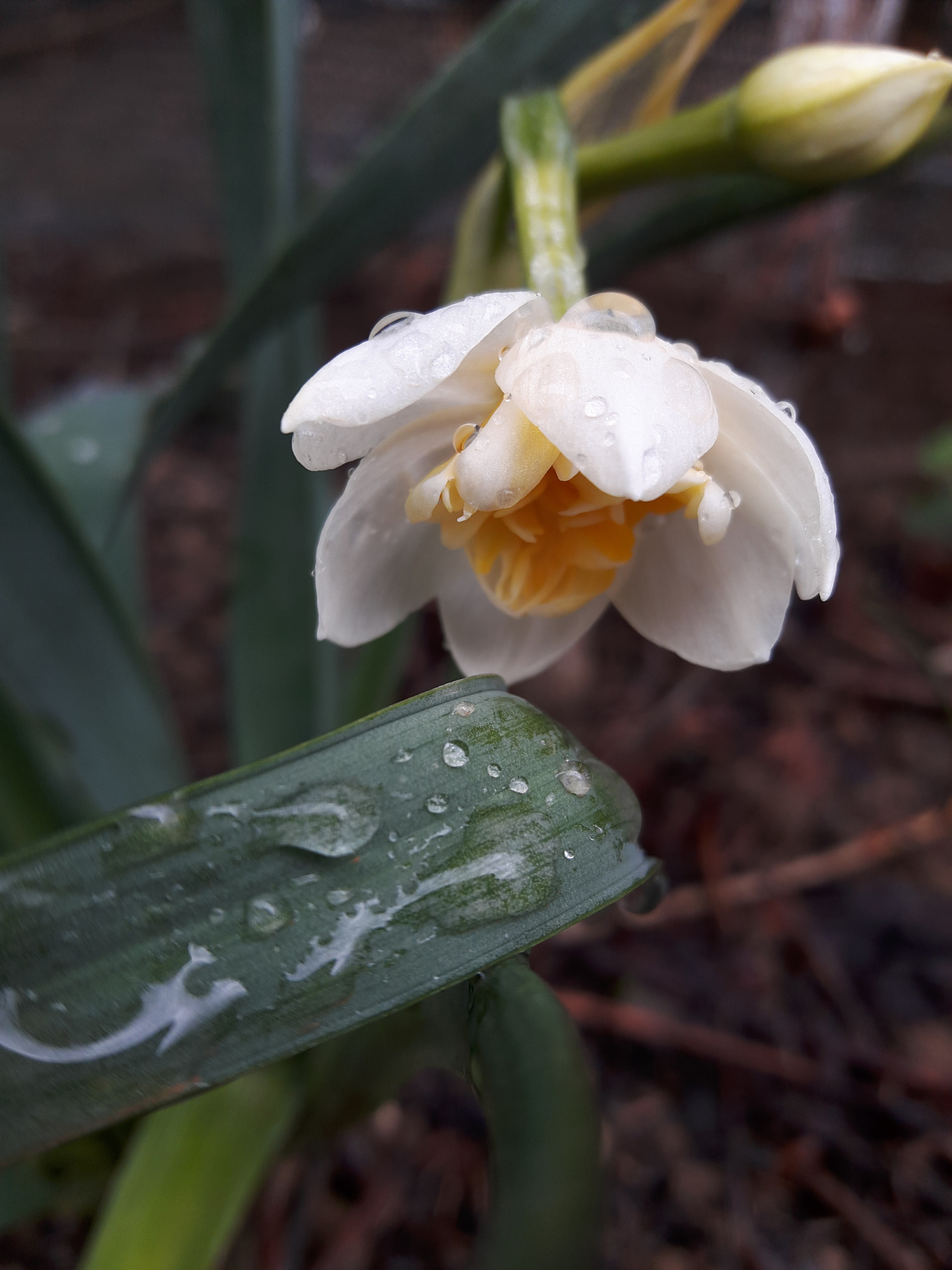 Samsung Galaxy A8 sample photo. Narcissus.. photography
