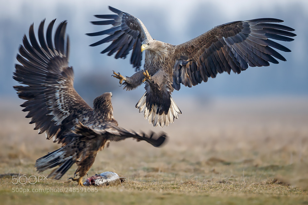 Canon EOS-1D X sample photo. Kung-fu fighting photography