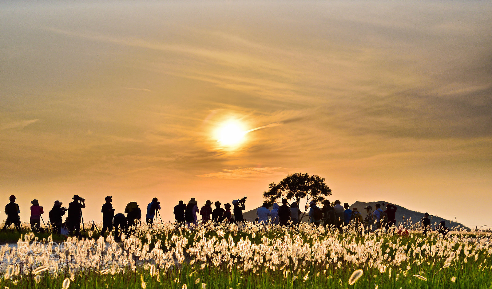 Nikon D5500 sample photo. The sunset from korea's serengeti photography