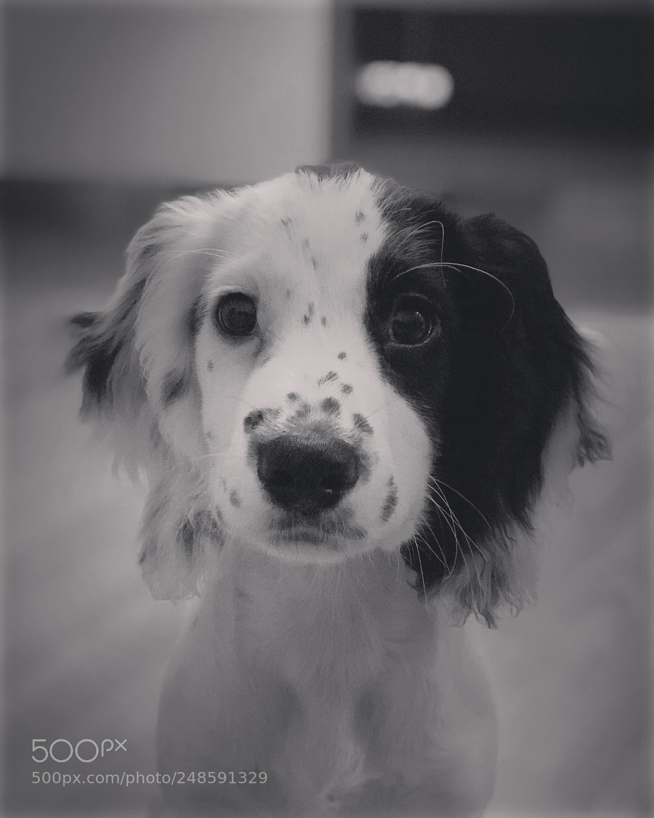 Apple iPhone 8 Plus sample photo. Daisy the working cocker photography