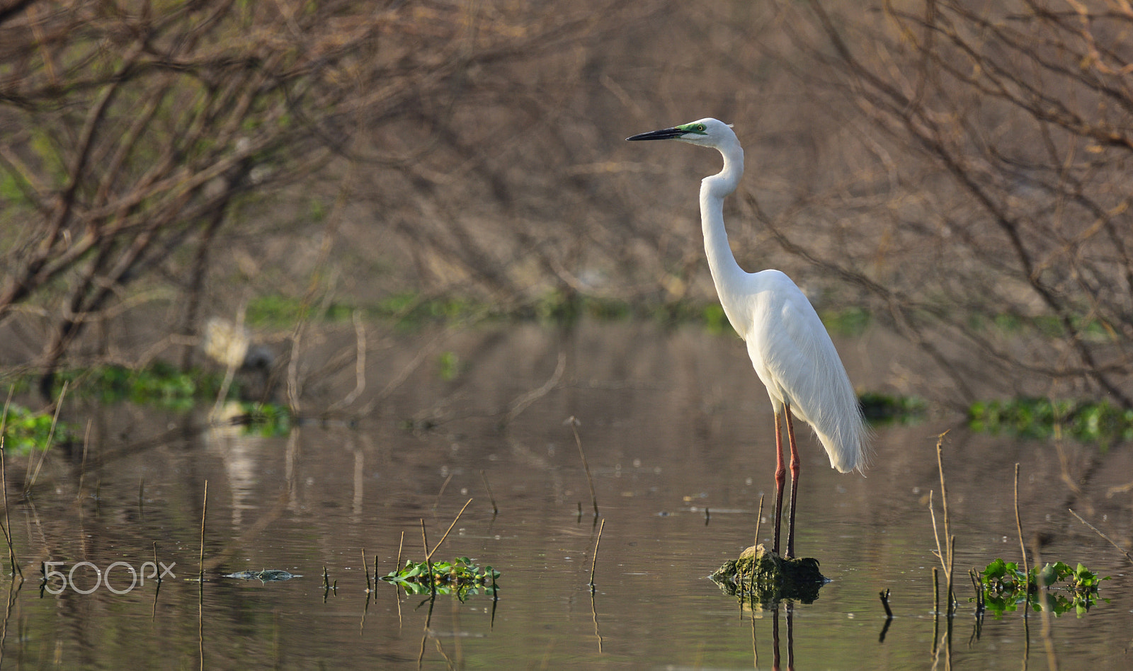 Nikon AF-S Nikkor 200-500mm F5.6E ED VR sample photo. Still life! photography