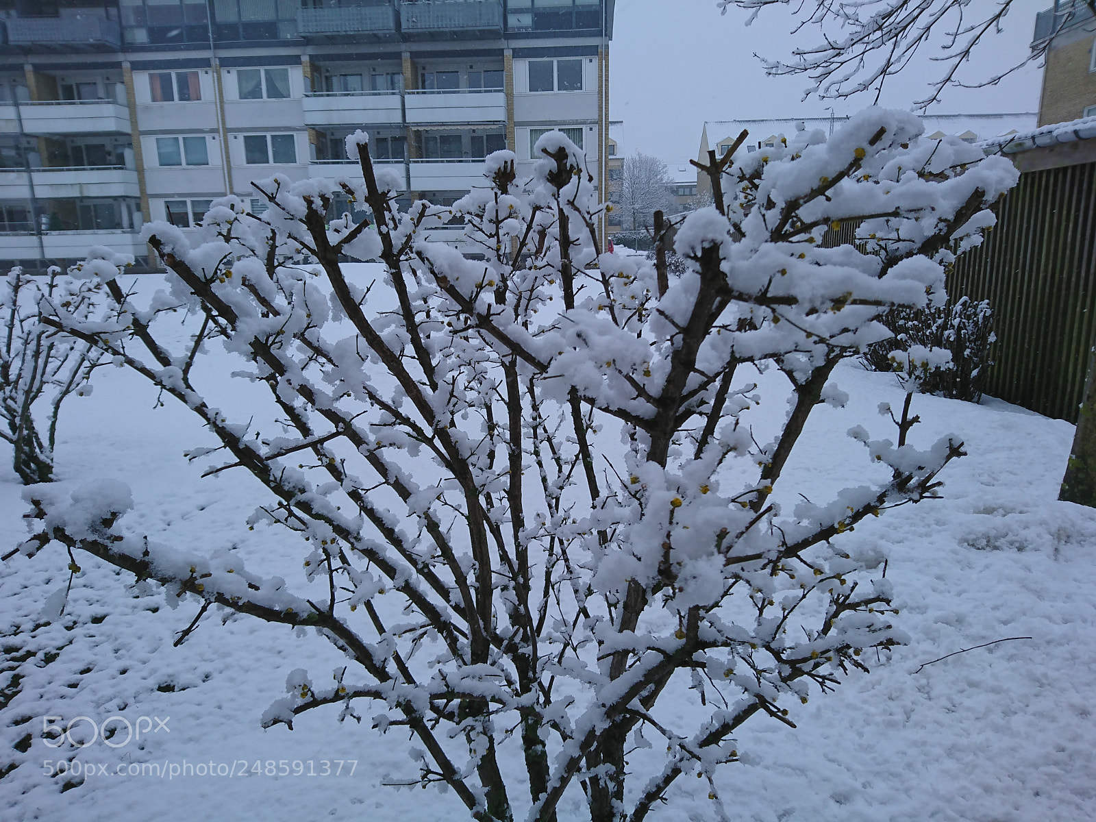 Sony Xperia XZ sample photo. Untitled photography