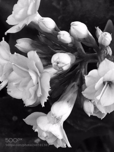 Apple iPhone 6s sample photo. Flowers photography