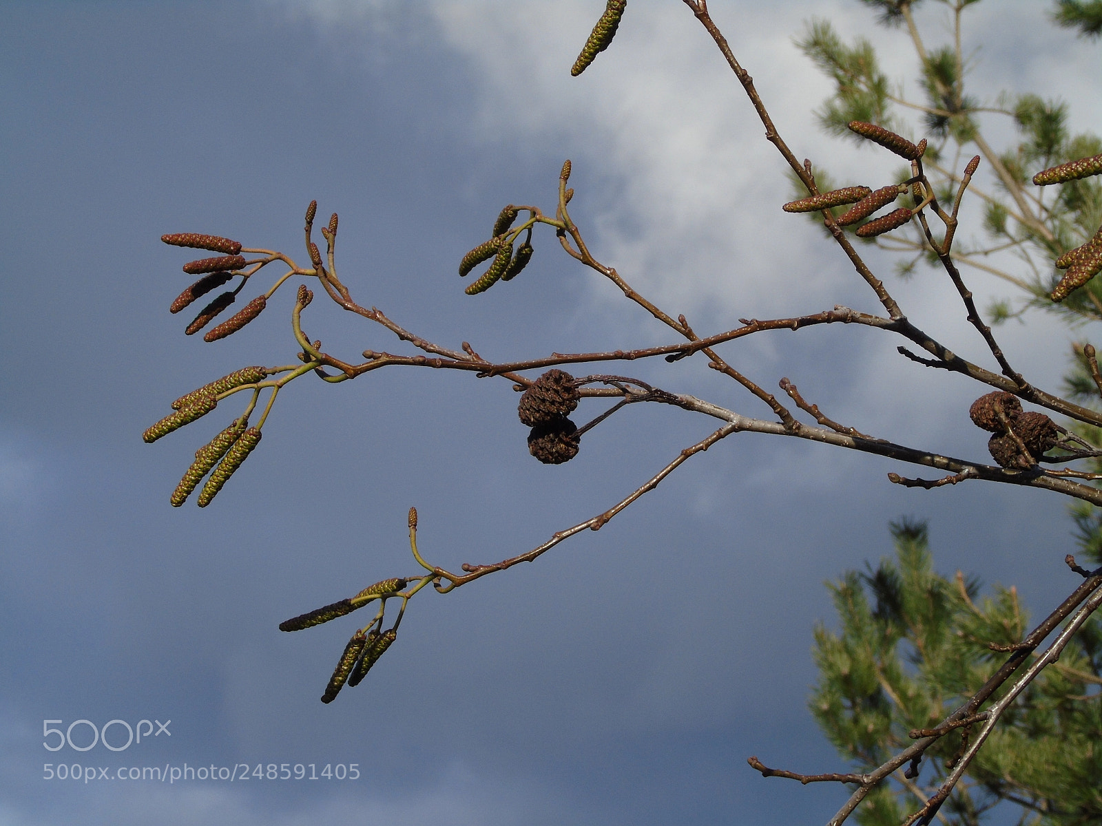 Sony Cyber-shot DSC-H400 sample photo. Catkins and cones against photography