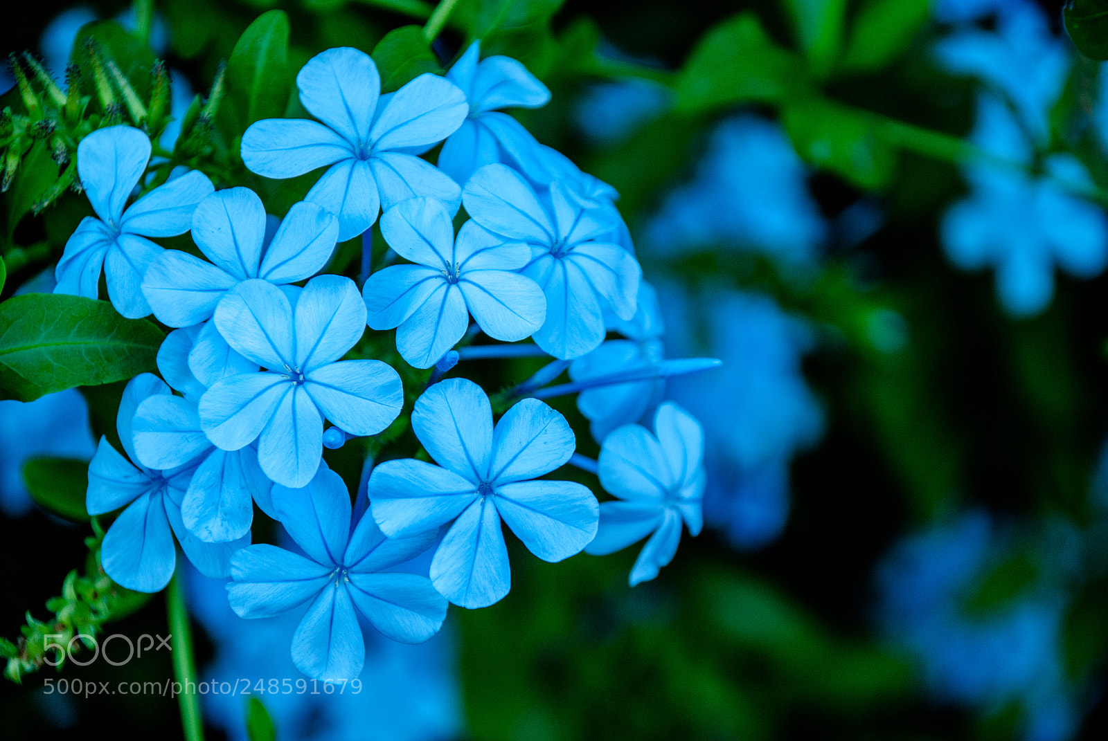 Nikon D80 sample photo. Les fleurs bleu photography