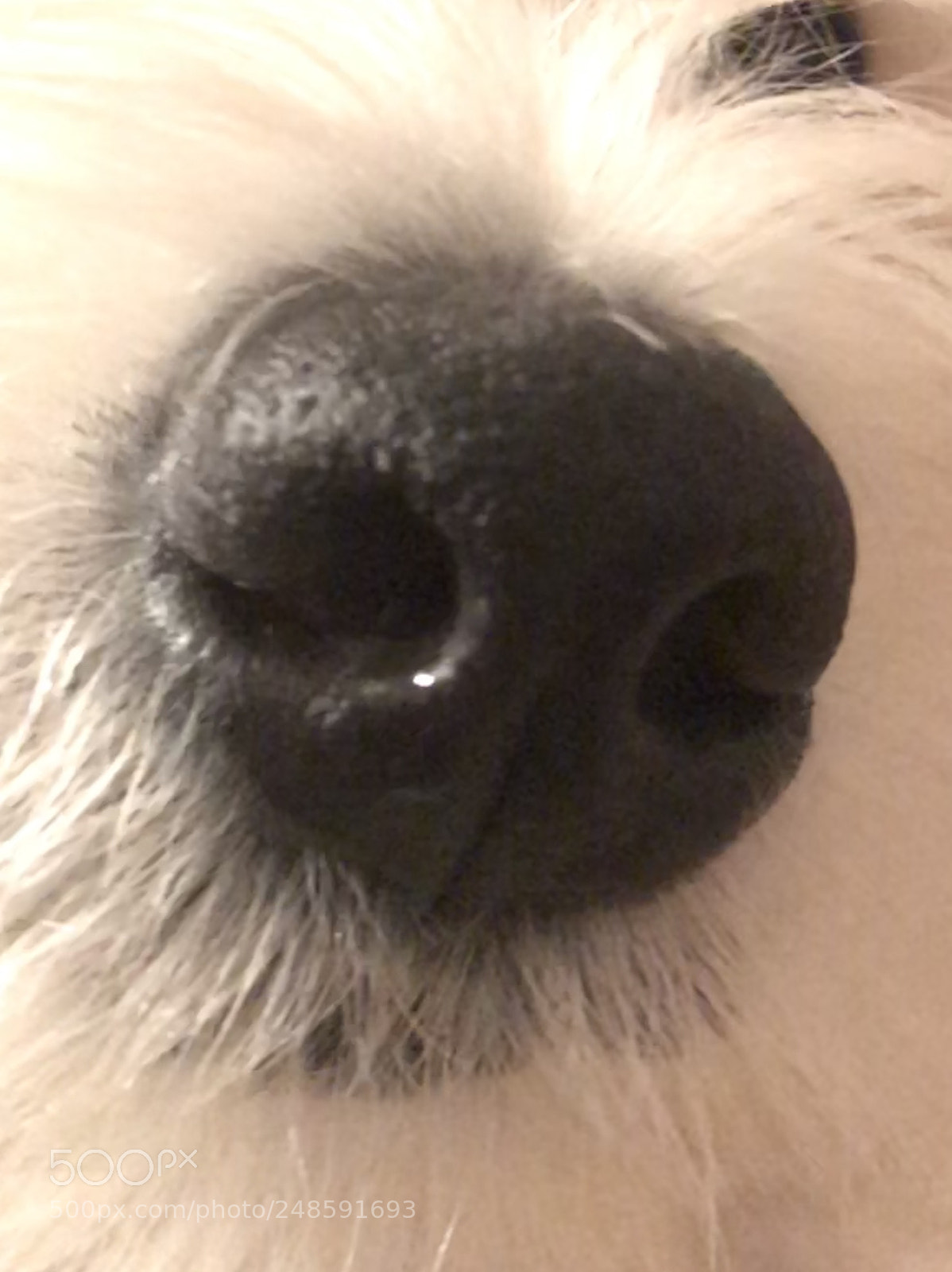 Apple iPhone 7 sample photo. Gorgeous puppy nose ? photography