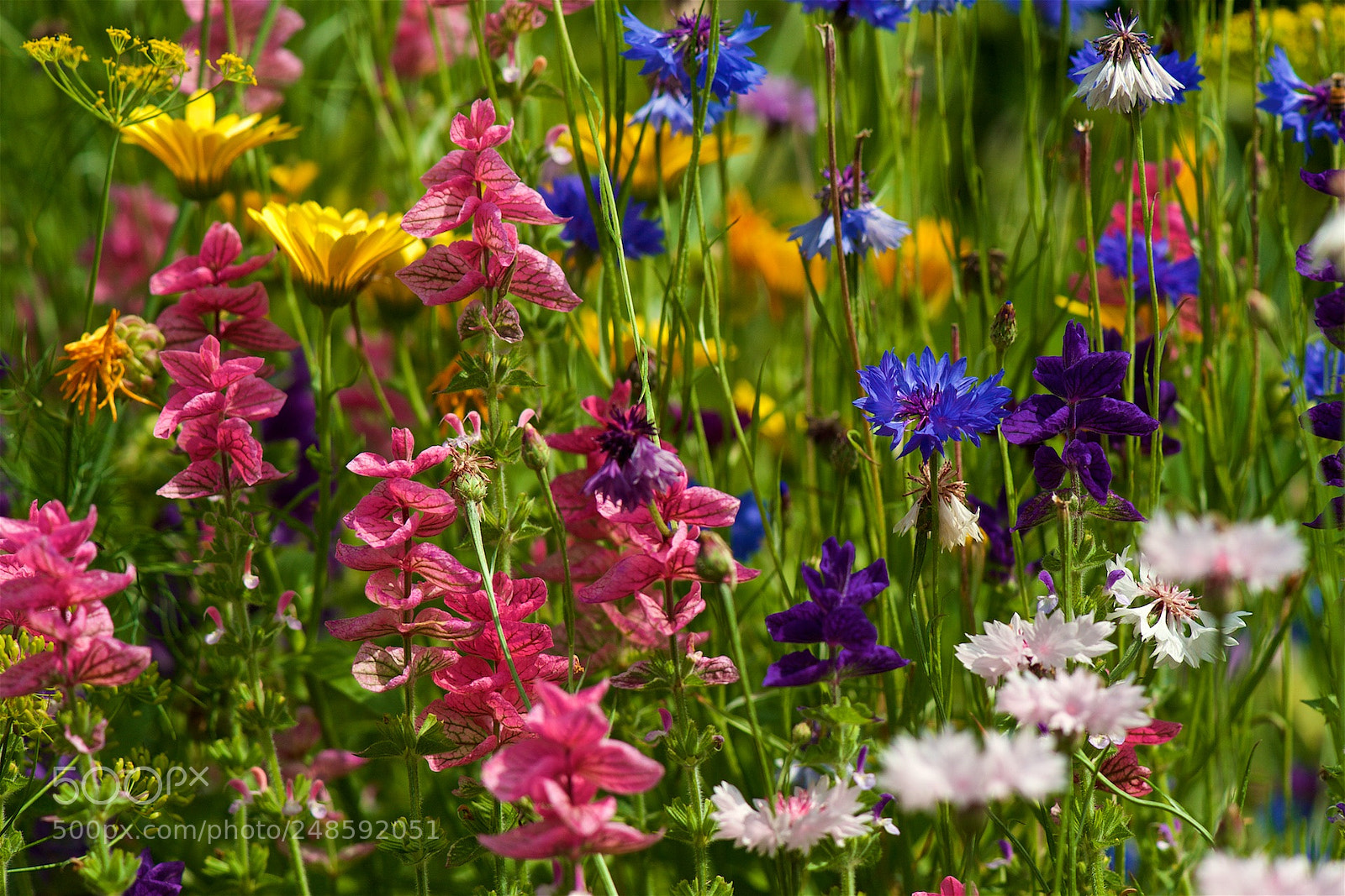 Nikon D700 sample photo. Garden's beauties. photography