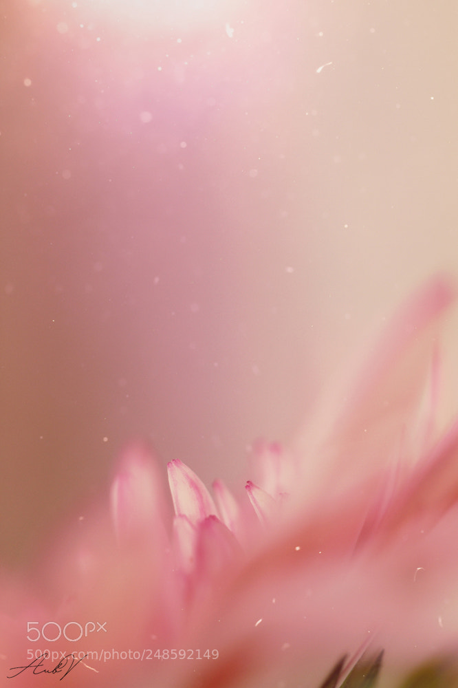 Canon EOS 7D sample photo. Very delicate photography