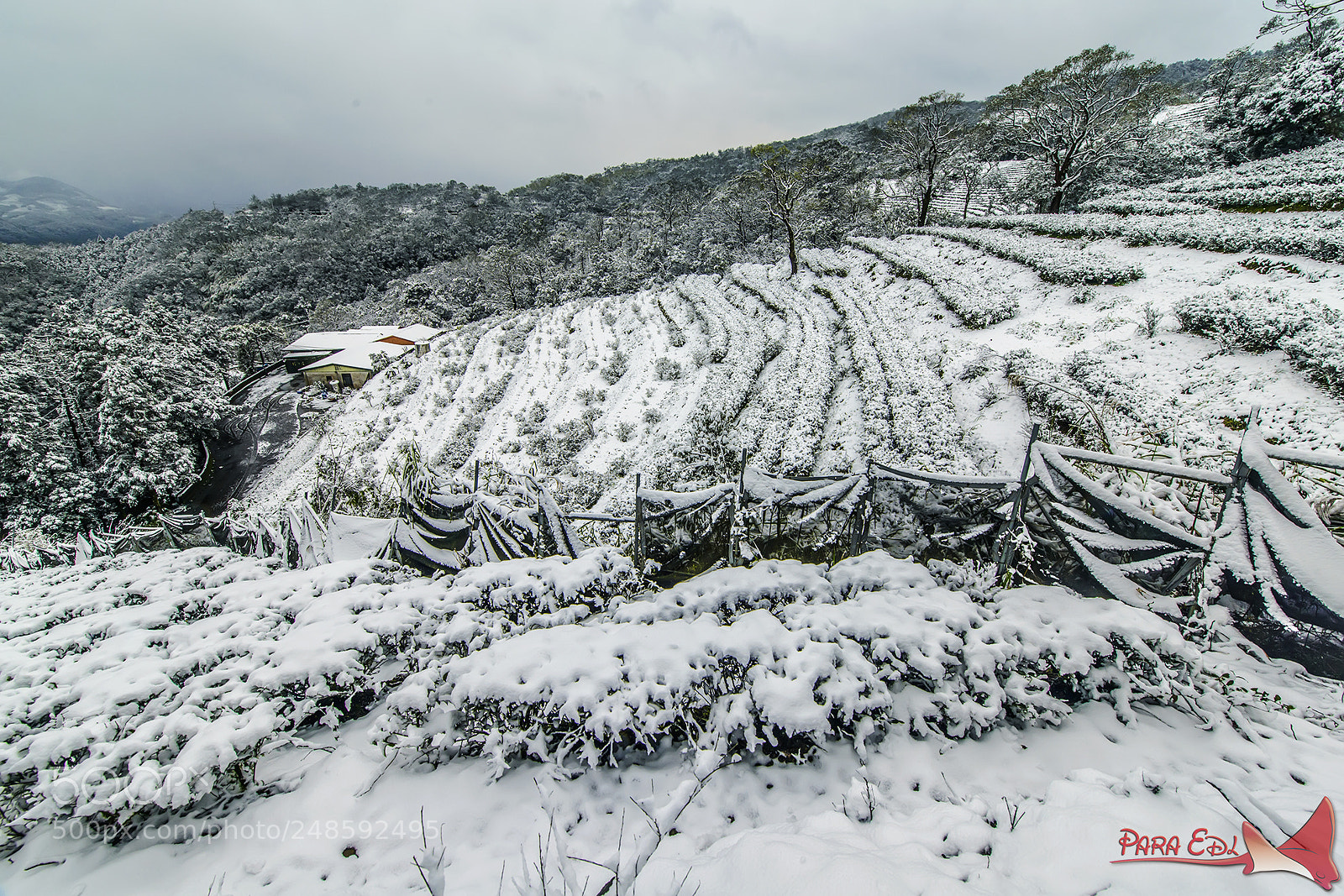 Nikon D800E sample photo. Ping-lin photography