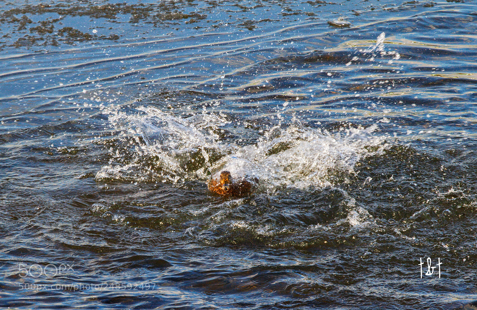 Canon EOS 7D sample photo. Untitled photography
