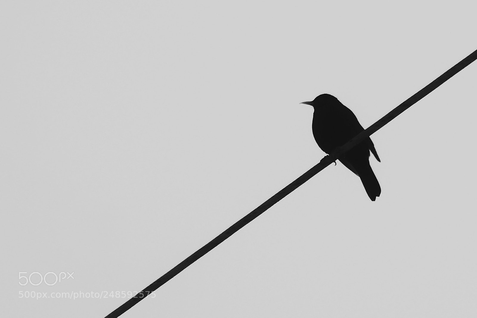 Panasonic Lumix DMC-ZS100 (Lumix DMC-TZ100) sample photo. Electric bird photography