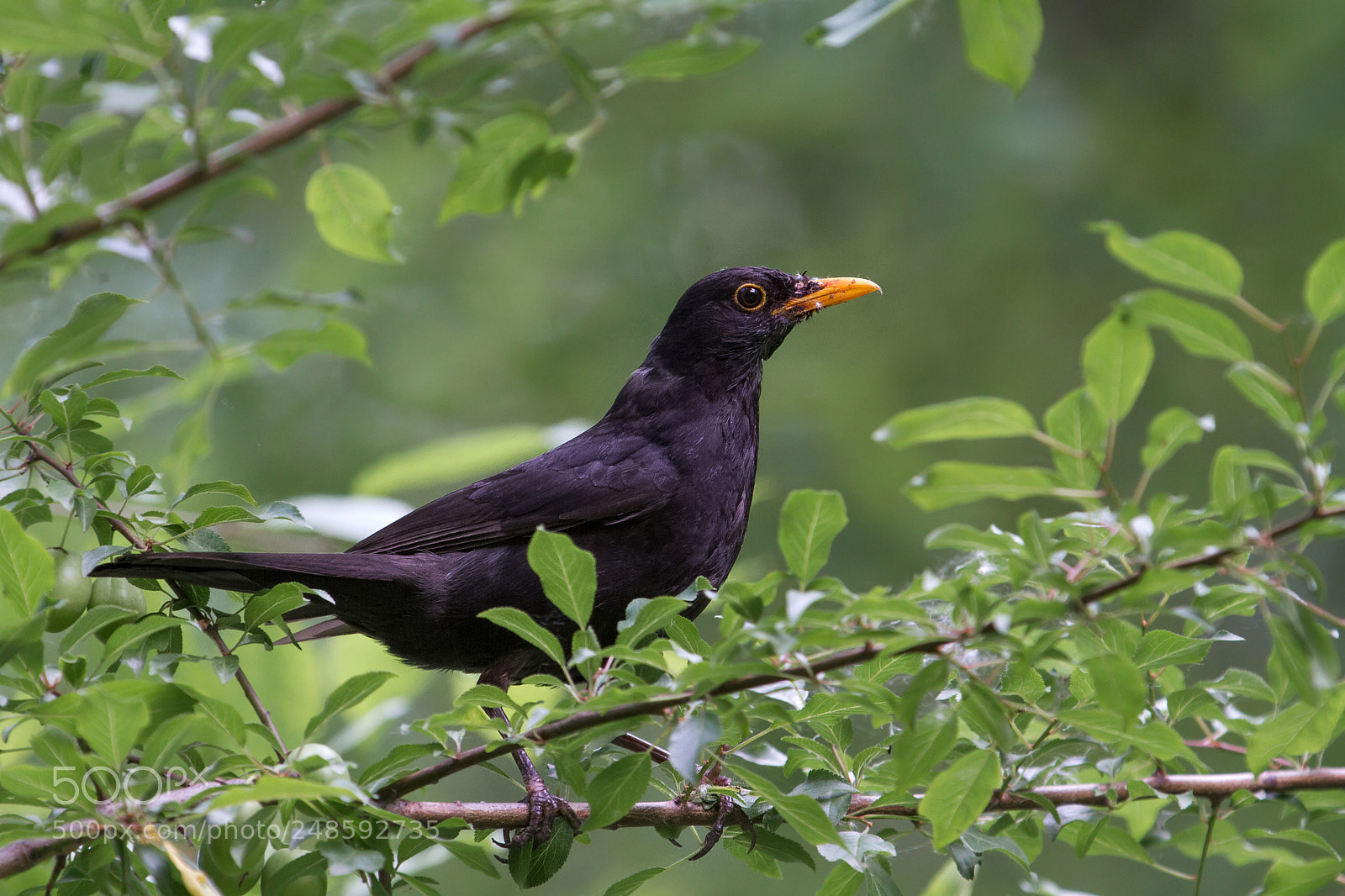 Canon EOS 7D sample photo. Turdus ! photography
