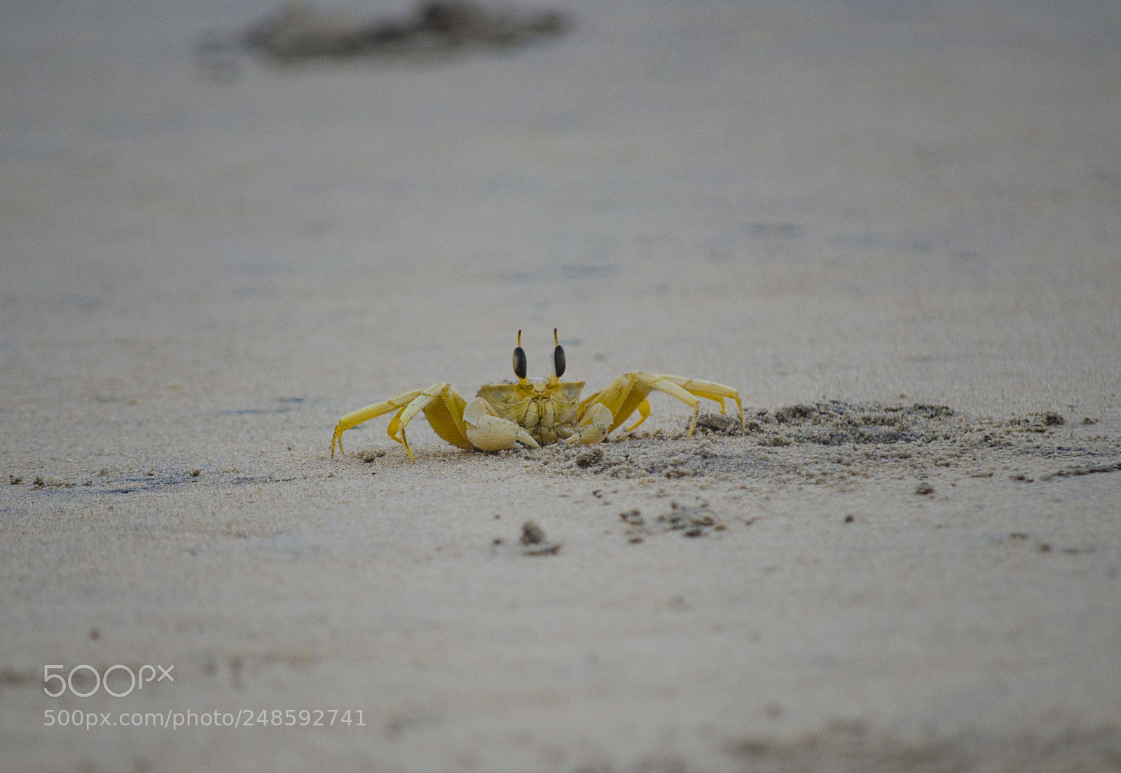 Nikon D5100 sample photo. Ghost crab (ocypodinae) photography