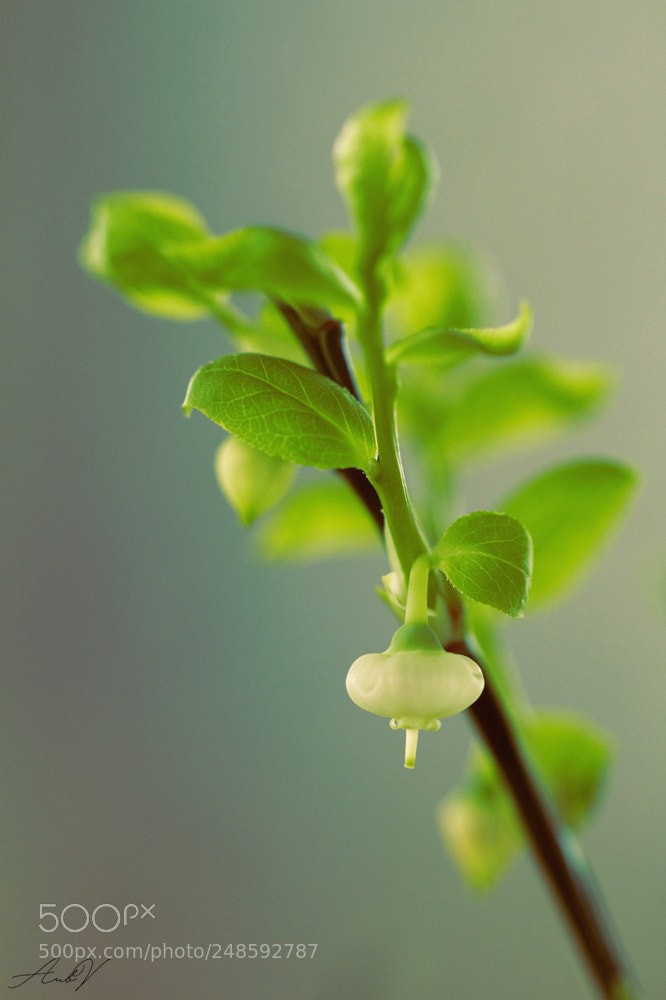 Canon EOS 7D sample photo. Beauty photography