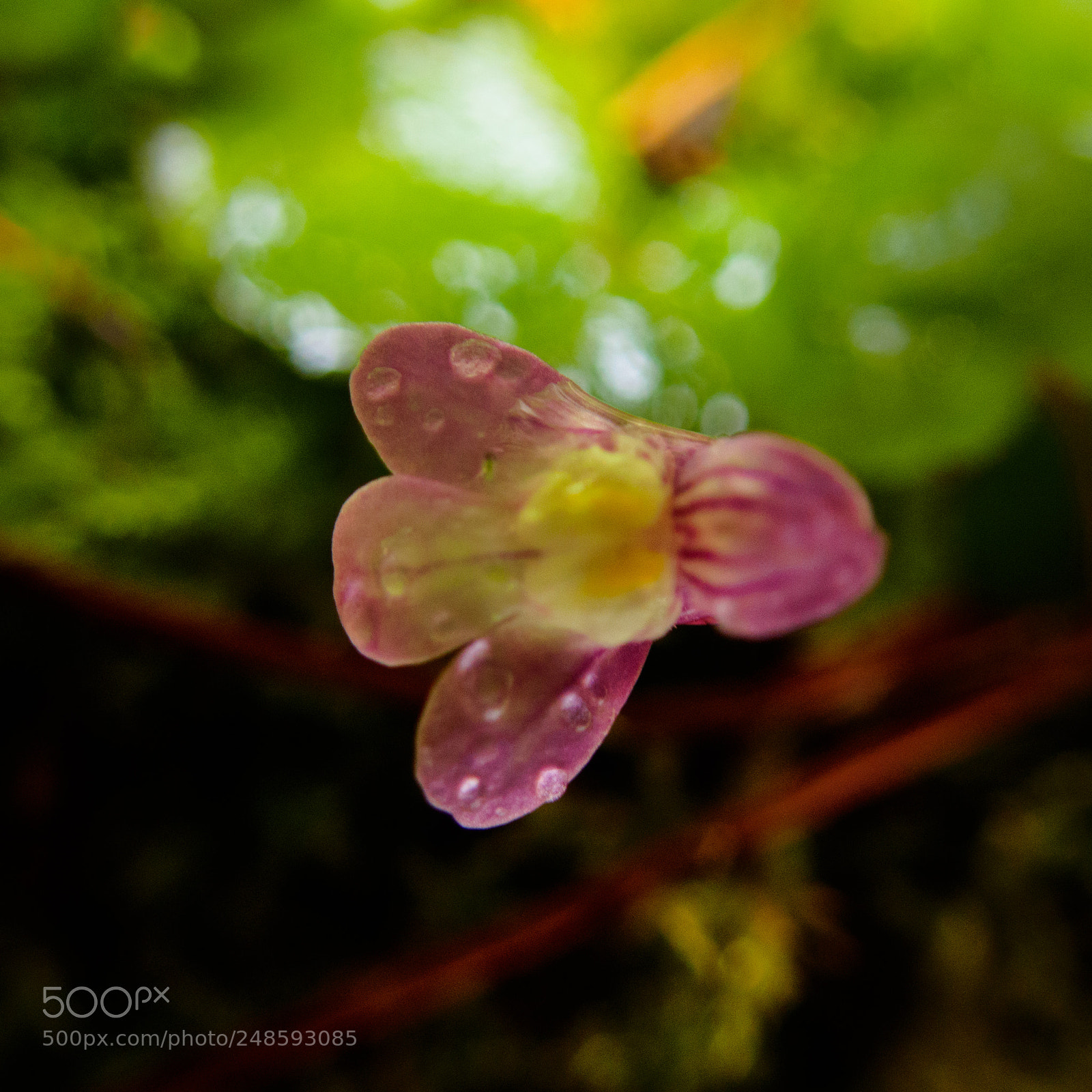 Olympus TG-4 sample photo. Little pink flower photography
