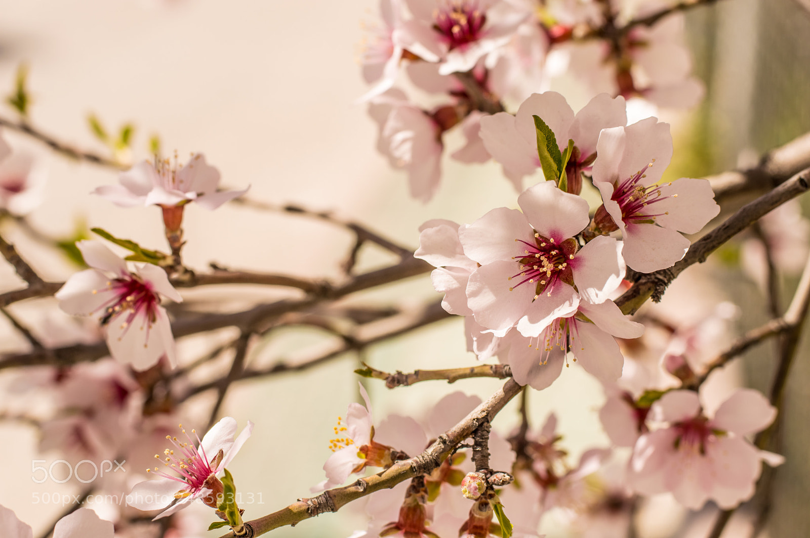 Nikon D3200 sample photo. Sakura flowers or soft photography