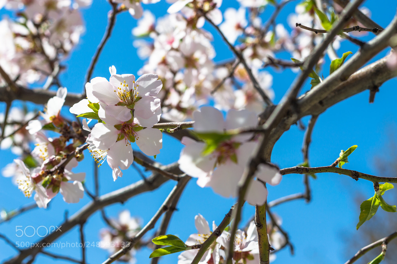 Nikon D3200 sample photo. Beautiful cherry blossom sakura photography