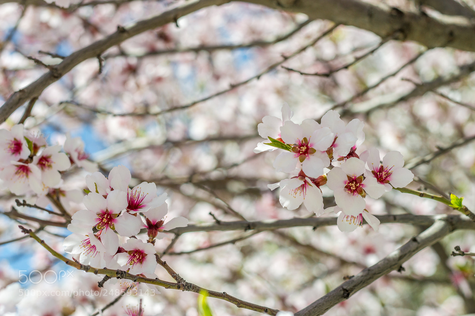 Nikon D3200 sample photo. Sakura flowers or soft photography