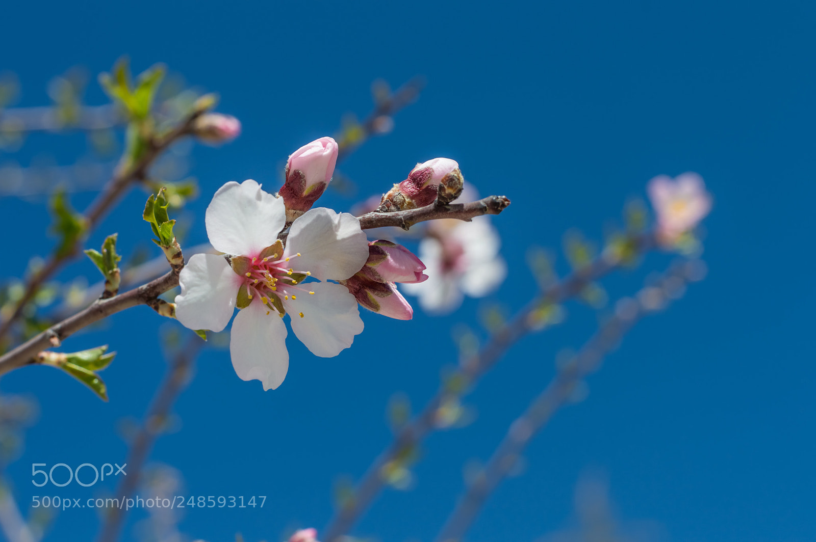 Nikon D3200 sample photo. Beautiful cherry blossom sakura photography