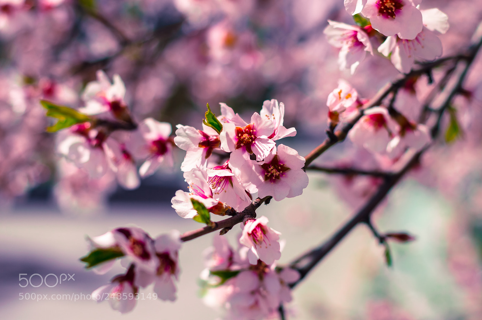Nikon D3200 sample photo. Sakura flowers or soft photography