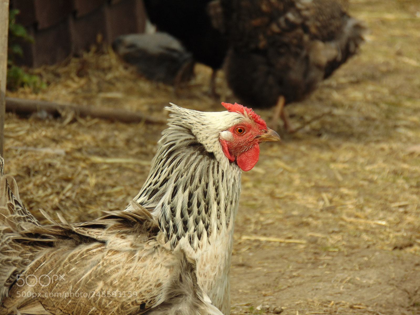 Sony Cyber-shot DSC-H300 sample photo. Chicken photography